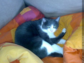 Steve1986 - Bild 3