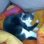 Steve1986 - Bild 3