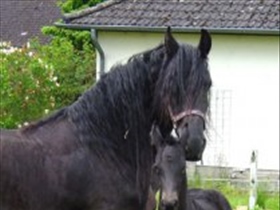 Hafi - Bild 3
