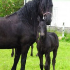 Hafi - Bild 3