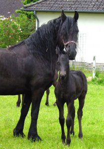 Hafi - Bild 3