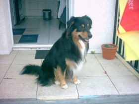 Lassie - Bild 2
