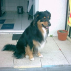 Lassie - Bild 2