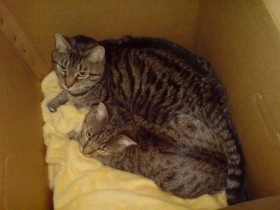 Mickymiri - Bild 4