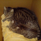 Mickymiri - Bild 4