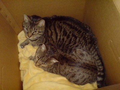 Mickymiri - Bild 4