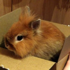 Maeusel3110 - Bild 8