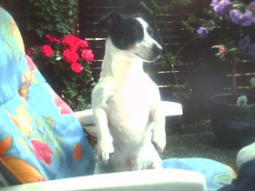 Humel - Bild 2