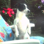 Humel - Bild 2