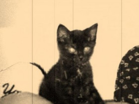 BabyPuma - Bild 2
