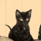 BabyPuma - Bild 2