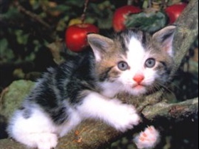 DieKleine - Bild 5