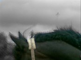 metal-horse - Bild 3