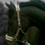metal-horse - Bild 3