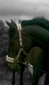 metal-horse - Bild 3