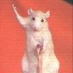 chlinilady - Bild 7