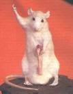chlinilady - Bild 7
