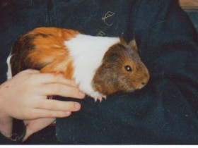 elisabethvrh - Bild 6
