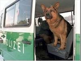 Polizeihund - Bild 2