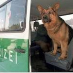 Polizeihund - Bild 2