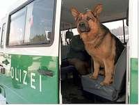 Polizeihund - Bild 2
