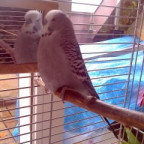 Shane-Steven - Bild 2