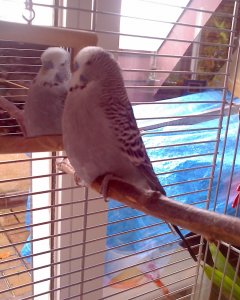 Shane-Steven - Bild 2