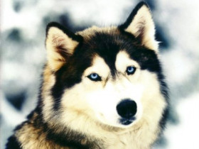 WolfHunter2004 - Bild 4