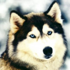 WolfHunter2004 - Bild 4