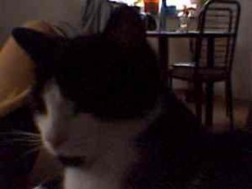 WindelMinni - Bild 4