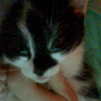 to-morso-mio-stella - Bild 4