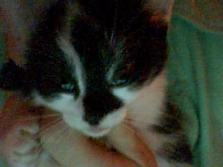 to-morso-mio-stella - Bild 4