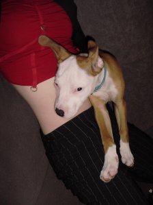 Morrigan - Bild 6