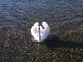 Seerose - Bild 4