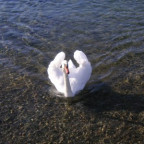 Seerose - Bild 4