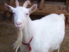 hayati - Bild 2