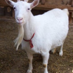 hayati - Bild 2