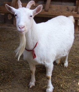 hayati - Bild 2