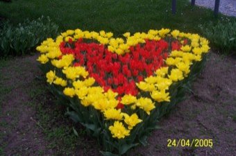 Hasenzähnchen - Bild 6