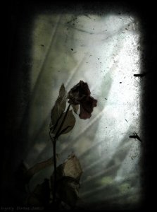 Sunie23 - Bild 3
