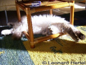 Leonard - Bild 2
