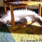 Leonard - Bild 2