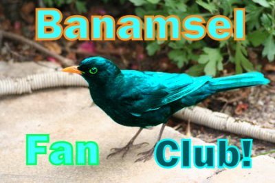 Colamsel - Bild 3