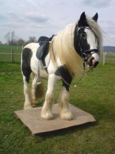 Countrygirl - Bild 5