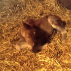 huscheli - Bild 4