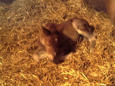 huscheli - Bild 4