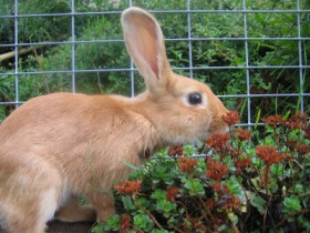 WiniBienchen - Bild 7