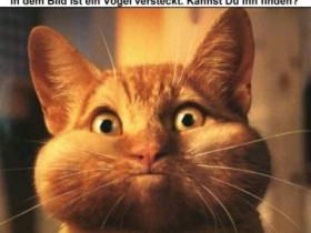..s.Oliver.. - Bild 2