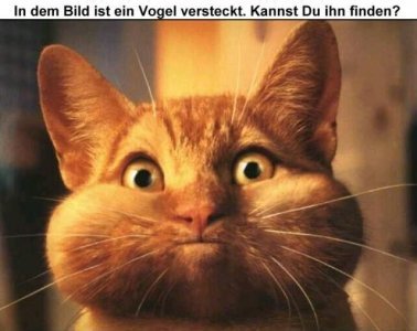 ..s.Oliver.. - Bild 2