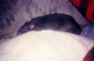 kymbl - Bild 3